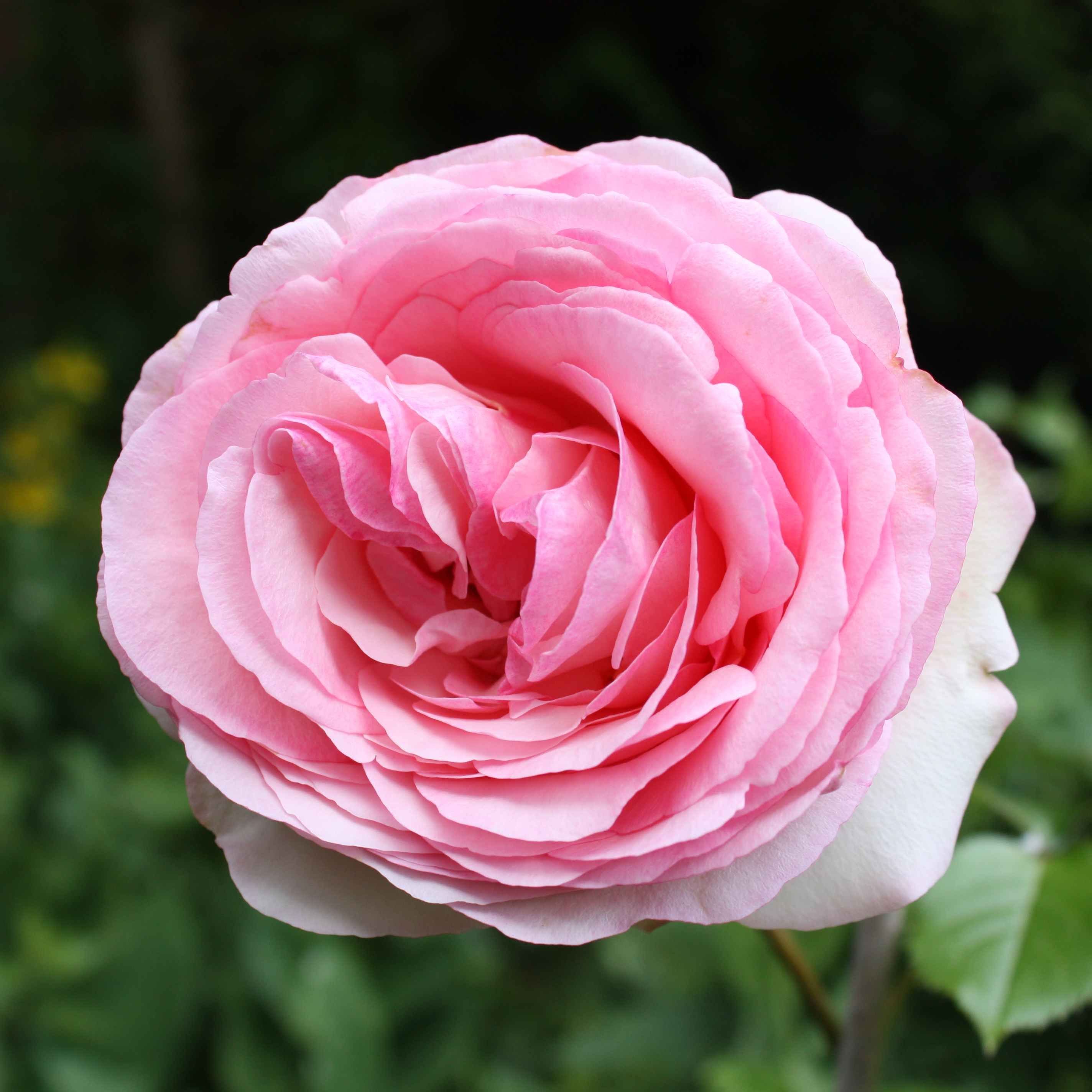 rose-pink-garten-SAqJNEvf8G4FrSj