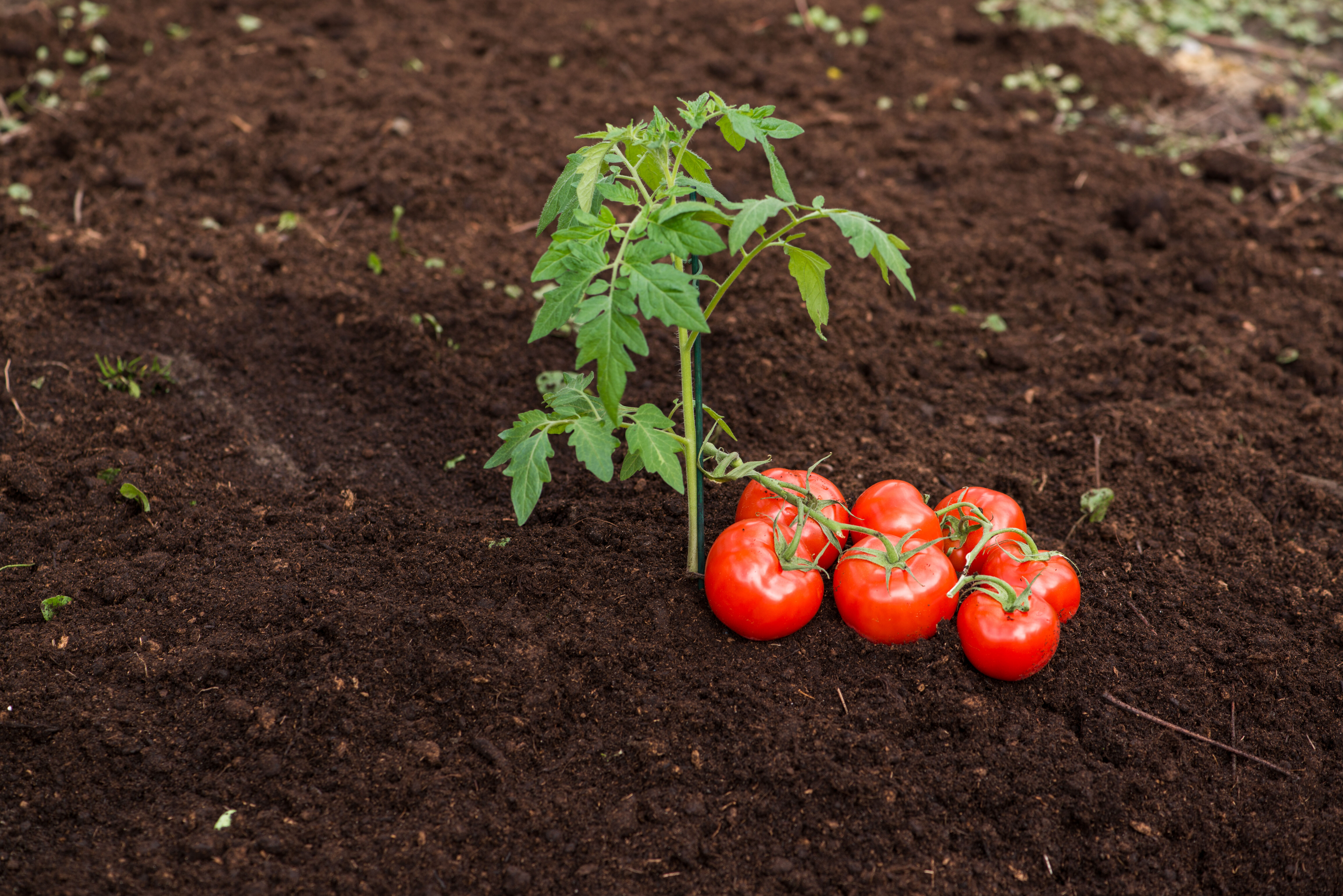 tomate-pflanzung-SA