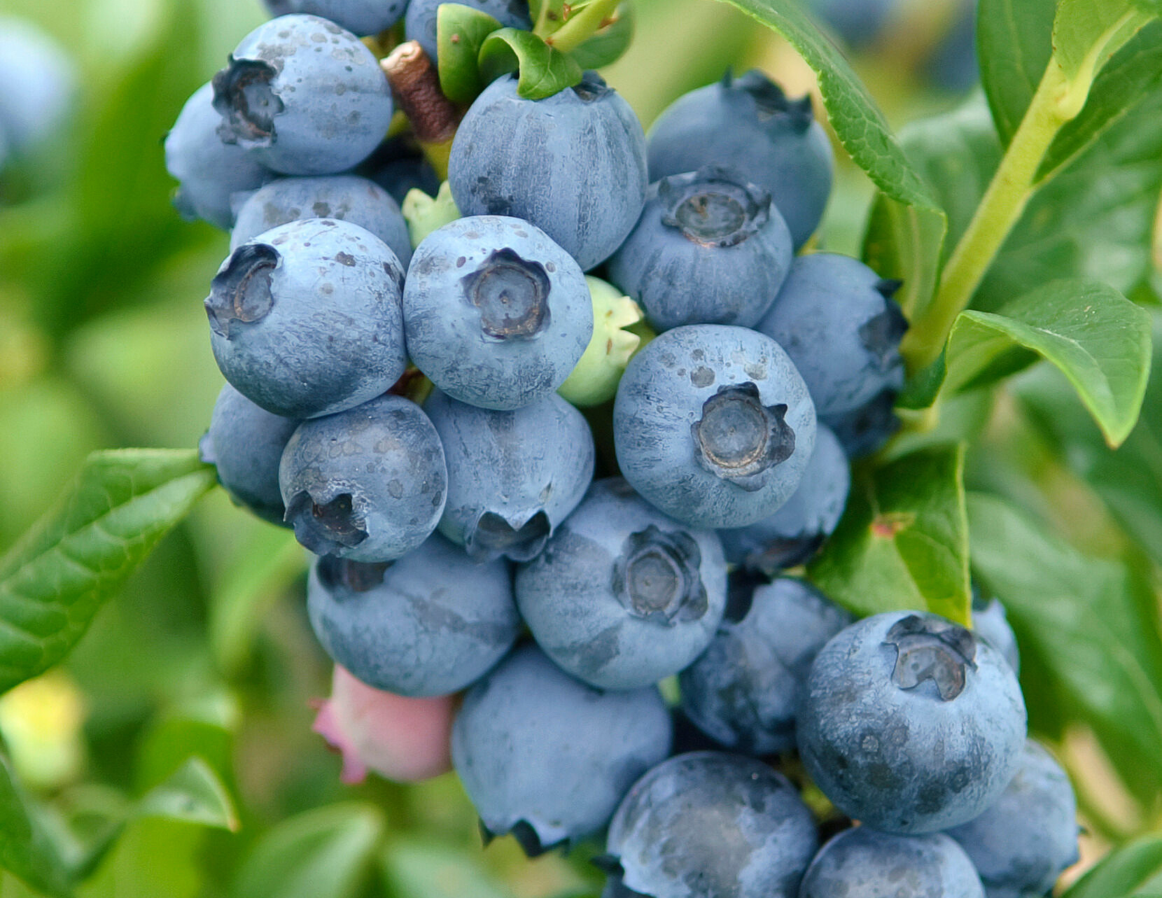 Heidelbeere ᐅ die beliebte Blaubeere | Pflanzencenter Keller | ... da blüh  ich auf!